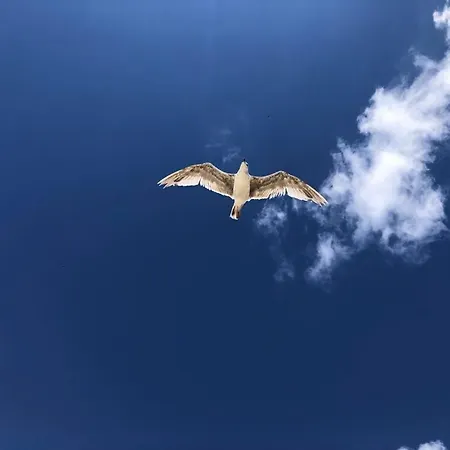 Saulelydziu Terasa Appartamento