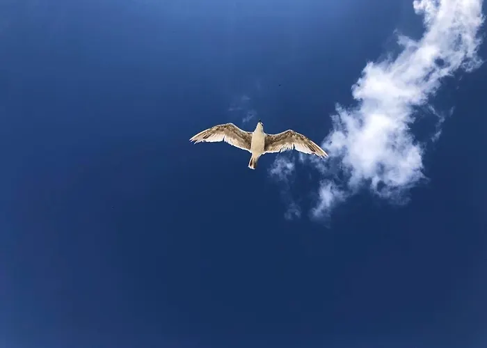 Saulelydziu Terasa דירה